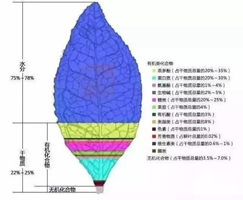 茶葉的功效與作用 茶葉的營(yíng)養(yǎng)價(jià)值有哪些